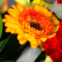 Gerbe à main colorée