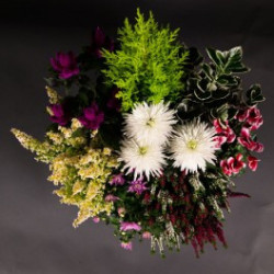 Coupe de plantes de saison II