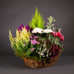 Coupe de plantes de saison II