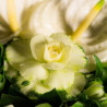 Bouquet blanc