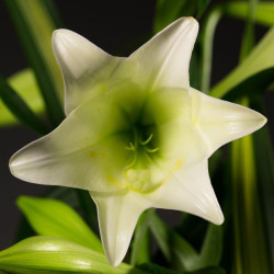 Devant de tombe contemporain