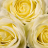 Roses blanches