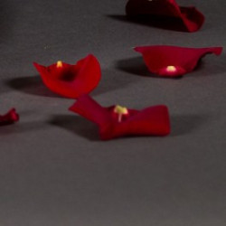 Pétales rouges
