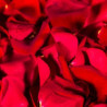 Pétales rouges
