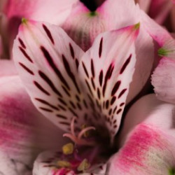 Coussin rond tons pastel