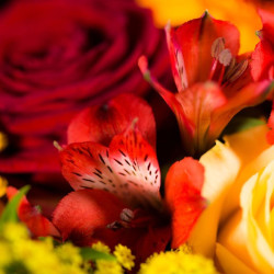 Coussin rond orangé